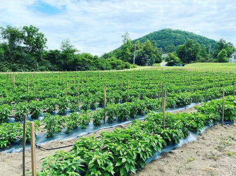 Monkey Junk Blue Trinidad Hot Sauce