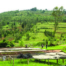 Dynamite Roasting Spring Seasonal - Rwanda Women Coffee Extension Cooperative Peaberry-3