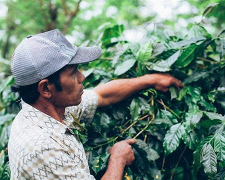 Dynamite Roasting Winter Seasonal - Bali Blue Moon