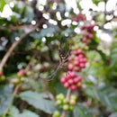 Dynamite Roasting Winter Seasonal - Papua New Guinea Timuza-2
