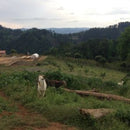 Dynamite Roasting Finca Cual Bicicleta - Natural Process Microlot-2